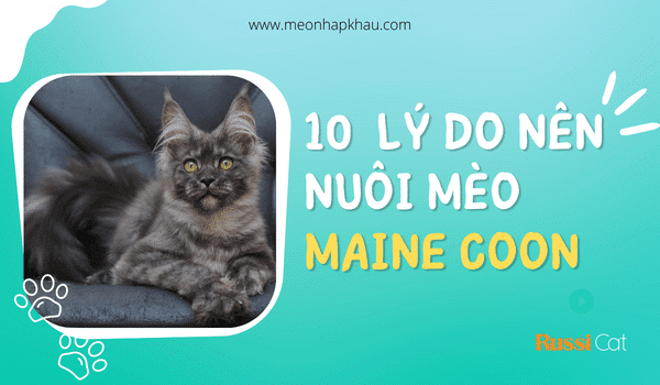 10 lý do nên nuôi mèo Maine Coon