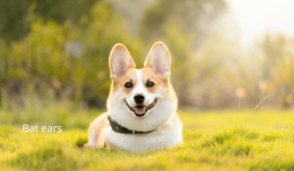 12 Kiểu tai ở chó và cách vệ sinh tai cho chó