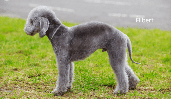 12 Kiểu tai ở chó và cách vệ sinh tai cho chó