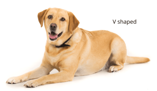 12 KIỂU TAI Ở CHÓ VÀ CÁCH VỆ SINH TAI CHÓ – RussiCat