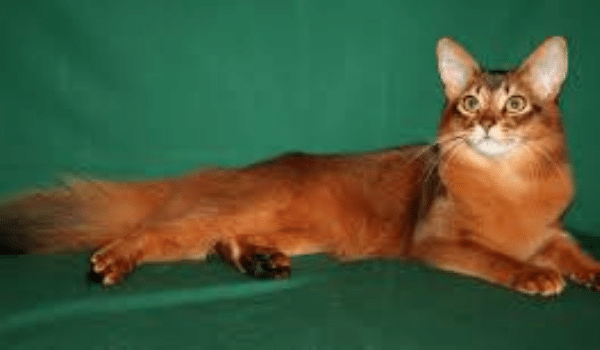 MÈO ABYSSINIAN – NGUỒN GỐC, ĐẶC ĐIỂM, NƠI VÀ GIÁ BÁN