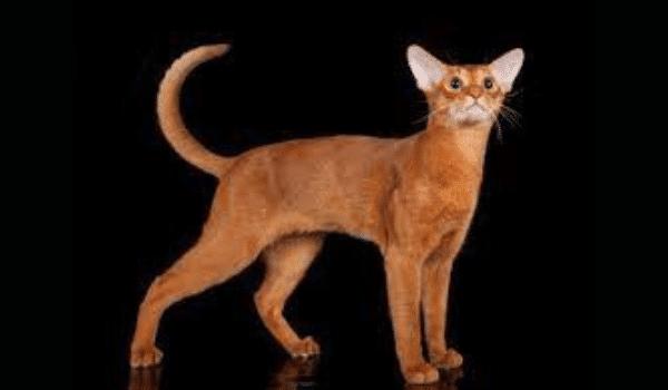 MÈO ABYSSINIAN – NGUỒN GỐC, ĐẶC ĐIỂM, NƠI VÀ GIÁ BÁN