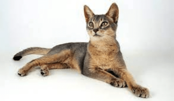 MÈO ABYSSINIAN – NGUỒN GỐC, ĐẶC ĐIỂM, NƠI VÀ GIÁ BÁN