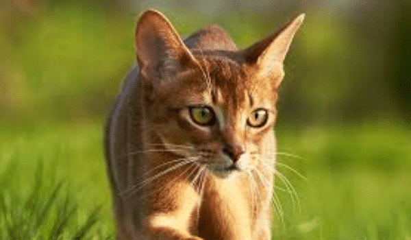 MÈO ABYSSINIAN – NGUỒN GỐC, ĐẶC ĐIỂM, NƠI VÀ GIÁ BÁN