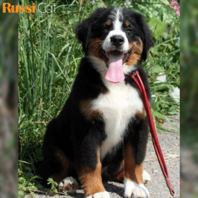 Chó Núi Bern (Bernese Mountain Dog) Nhập Nga, Cái, 3 Tháng – BN05