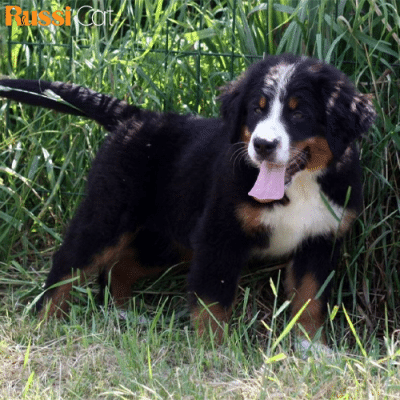 Chó Núi Bern (Bernese Mountain Dog) Nhập Nga, Cái, 3 Tháng – BN05