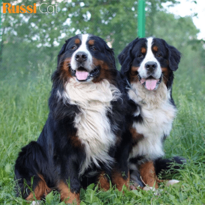 Chó Núi Bern (Bernese Mountain Dog) Nhập Nga, Cái, 3 Tháng – BN05