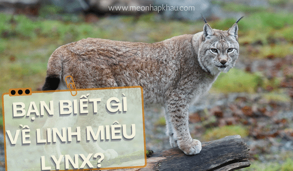 Bạn có biết về linh miêu lynx