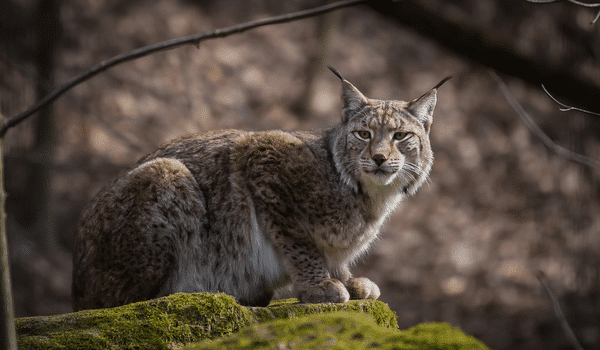 Bạn có biết về linh miêu lynx