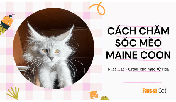 CÁCH CHĂM SÓC MÈO MAINE COON