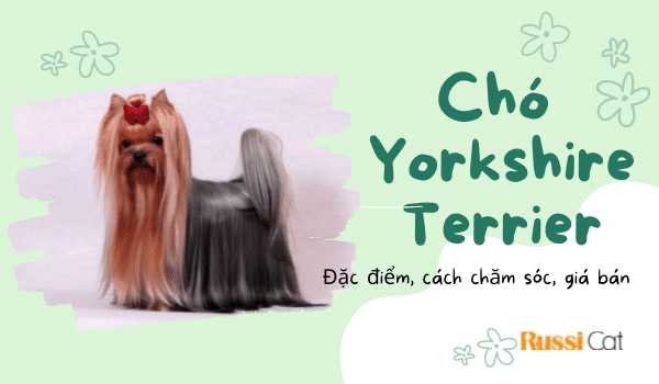 Cách chăm sóc chó Yorkshire, giá bán chó Yorkshire