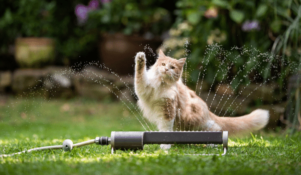 Cách chăm sóc mèo Maine Coon