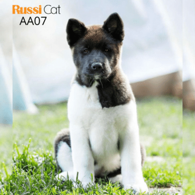 Chó Akita Mỹ nhập