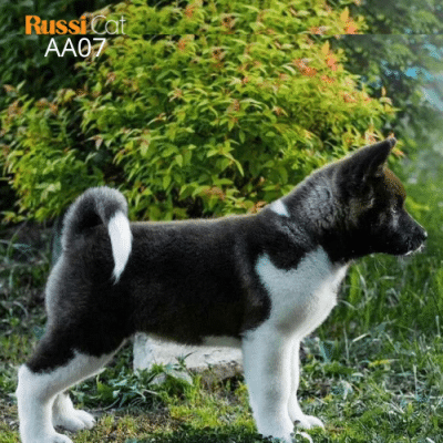 Chó Akita Mỹ nhập