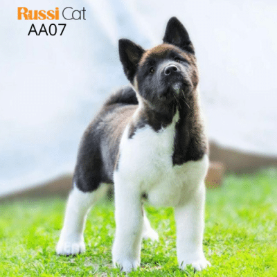 Chó Akita Mỹ nhập