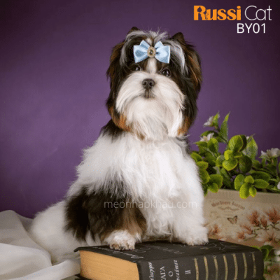 Chó Beaver Yorkshire nhập Nga