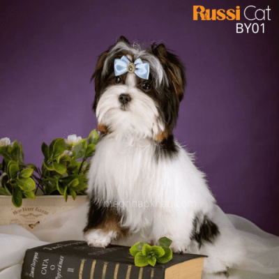 Chó Beaver Yorkshire nhập Nga