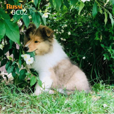 Chó Border Collie nhập Nga