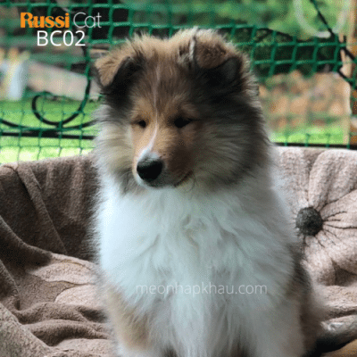 Chó Border Collie nhập Nga