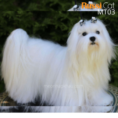 Chó Maltese nhập Nga