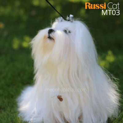 Chó Maltese nhập Nga