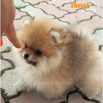 Chó Phốc sóc nhập Nga