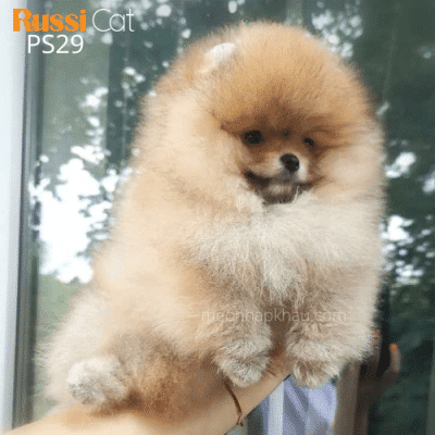 Chó Phốc sóc nhập Nga