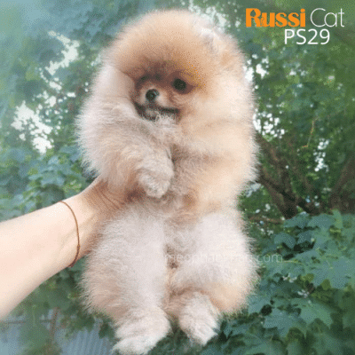 Chó Phốc sóc nhập Nga