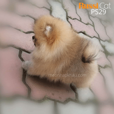 Chó Phốc sóc nhập Nga