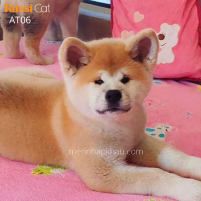 Chó akita inu nhập nga