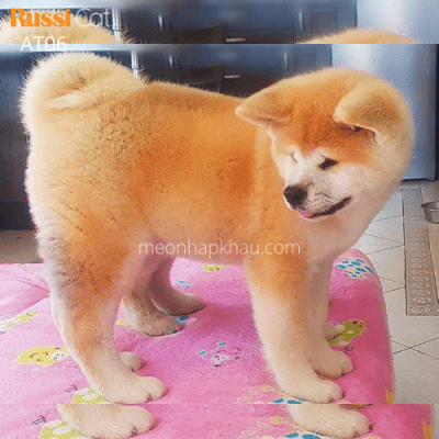 Chó akita inu nhập nga