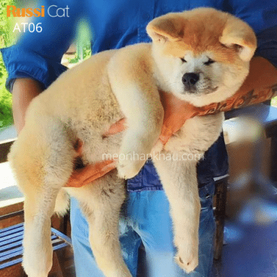 Chó akita inu nhập nga