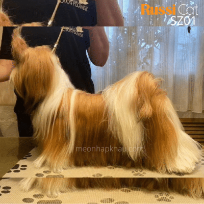 Chó shih tzu nhập Nga