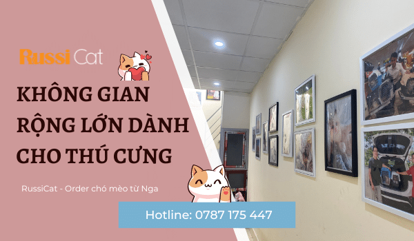 Chuyên order, vận chuyển chó mèo từ Nga