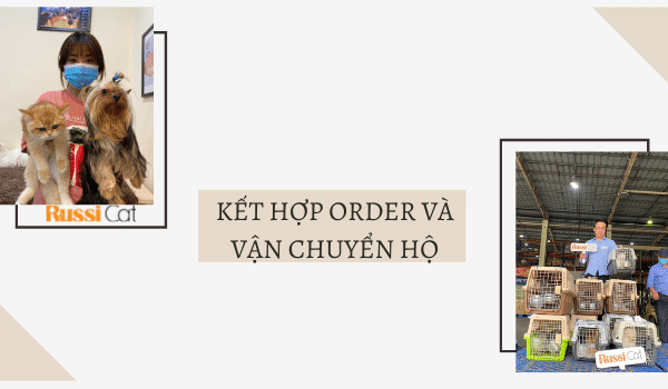 Chuyên order, vận chuyển chó mèo từ Nga