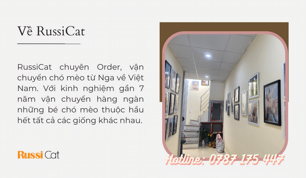 Chuyên order, vận chuyển chó mèo từ Nga