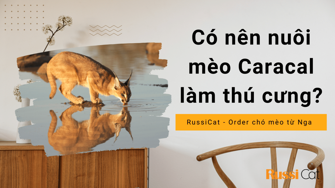 Có nên nuôi mèo Caracal làm thú cưng