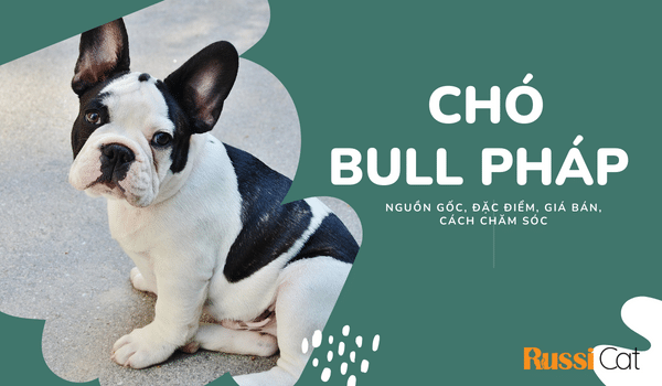 Đặc điểm, giá và cách chăm sóc bull Pháp