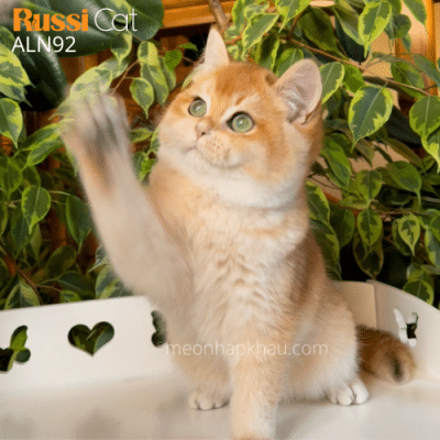 Mèo Anh Golden nhập Nga
