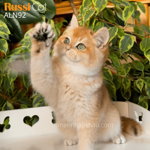 Mèo Anh Golden nhập Nga