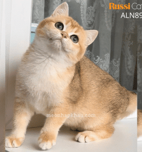 Mèo Anh Golden ny12 nhập Nga