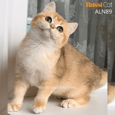 Mèo Anh Golden ny12 nhập Nga