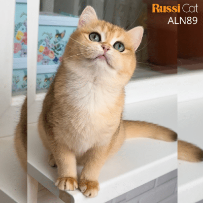 Mèo Anh Golden ny12 nhập Nga