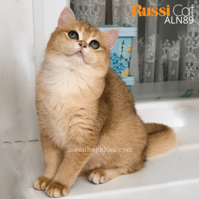 Mèo Anh Golden ny12 nhập Nga