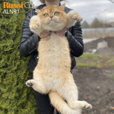 Mèo Anh golden nhập Nga ny12 đực giống
