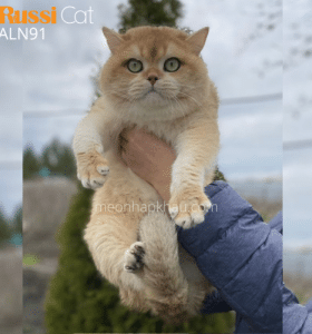 Mèo Anh golden nhập Nga ny12 đực giống