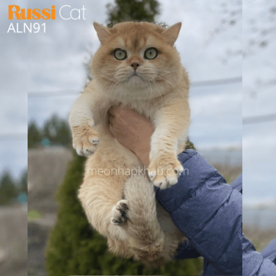 Mèo Anh golden nhập Nga ny12 đực giống
