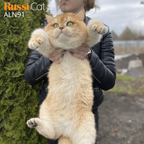 Mèo Anh golden nhập Nga ny12 đực giống