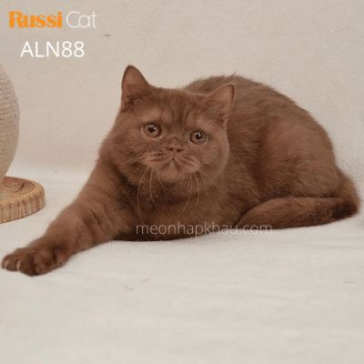 Mèo Anh màu cinnamon nhập Nga