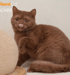 Mèo Anh màu cinnamon nhập Nga